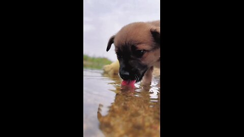 My Cute puppy 🐶 drinking water 💦😻