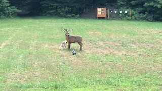 Creek vs a fake deer