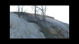 Mammoth Hot Springs in Yellowstone