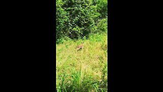 Little Fawn Looking for Momma