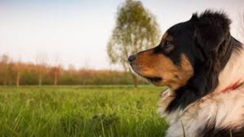 Best Dog Psychology to learn in 15 minutes