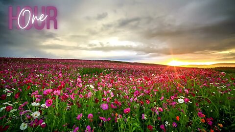 ONE HOUR | Beautiful Piano Music l Flowerfield |