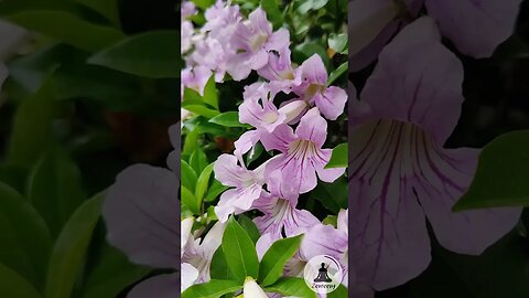 Soothing Pink Trumpetvine Flowers - Calming Sounds of Birdsong and Piano Music