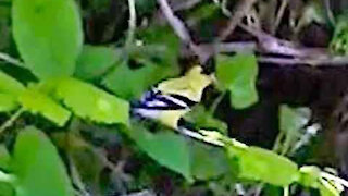 IECV NV #322 - 🐤An American Gold Finch & House Sparrows 5-19-2017