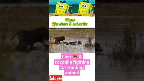 Lion 🦁 & cocodile fighting for hunting animal @#shorts #youtubeshorts