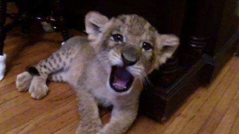 Adorable sleepy lion cub settles down for a nap