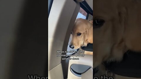 Sad Goldie tiktok thegoldennamedbeckham