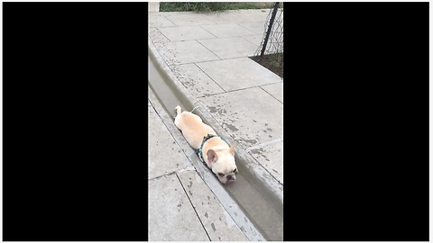 Small dog fits perfectly into waterway for drink