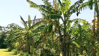 Bradenton farmer grows variety of fruits, vegetables in his backyard