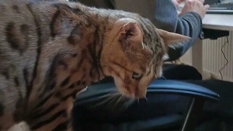 Bengal sulks after losing chair 😾🐆#bengalcat #workingwithcats