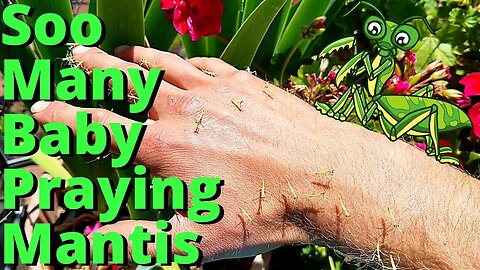 Praying Mantis invasion (so many baby's)