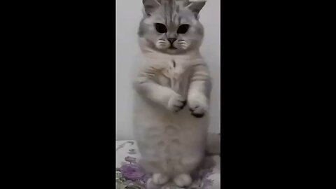 funny dancing cat 😂