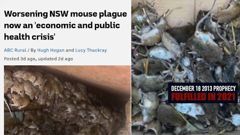 AUSTRALIA PLAGUE OF MICE (호주 쥐떼 재앙)