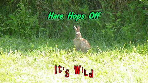 Little Hare Hops Off