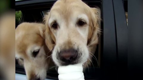 Golden Retriever Goodness