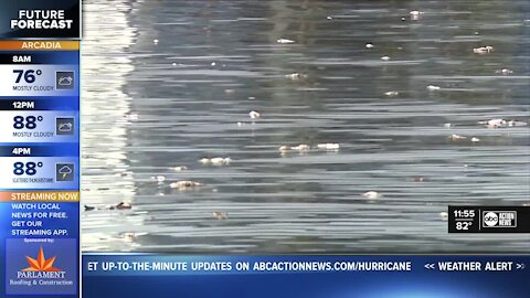 Red tide, dead fish persist in Tampa Bay region