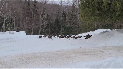 When the wild turkeys come into town