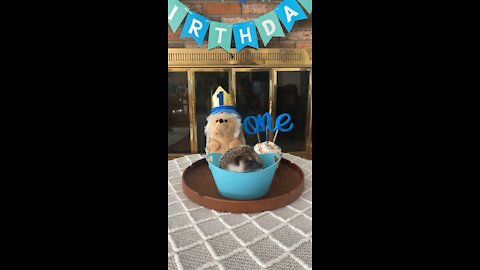 Hedgehog celebrates first birthday!