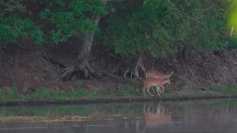 Early Morning Playful Whitetail Fawn