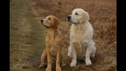 Dog gives piggyback ride to another dog