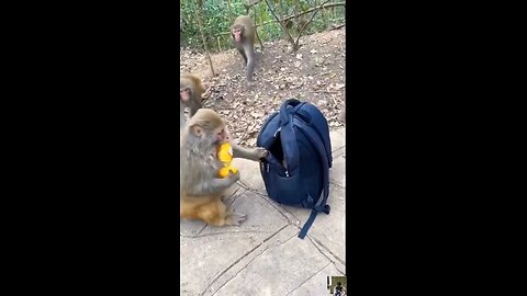 Funny animals #shorts #animals #cute #puppies #sea #monkey #world #funny #funnyvideo #truth