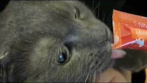 Cat makes funny noises while getting nails trimmed