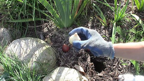 How To Plant Tulip Bulbs