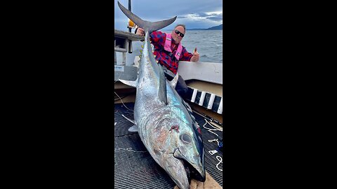 Cutting a 153KG Giant Grouper fish: The Grouper King