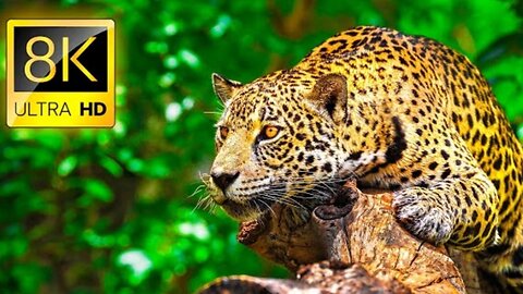 Ultimate Wild Animals Collection in 8K ULTRA HD / AK FUN TV