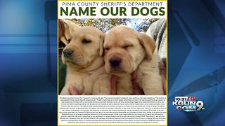 Help name the newest members of the Pima County Sheriff's Department