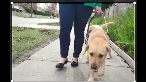 Guide Dogs Graduation Day