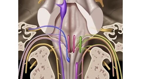 Cranial nerves IX, X, XI & XII