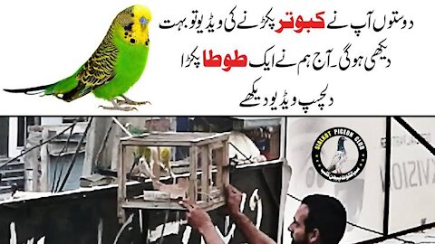 AJJ Australian Parrot Pakra | PARROT CATCH | Sialkot Pigeon Club