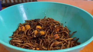 Lansing Science teacher turns his insects into meals