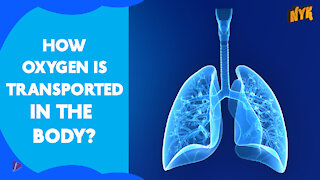 How Oxygen Travels In Our Body *