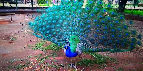 Indan Peacock Dance#