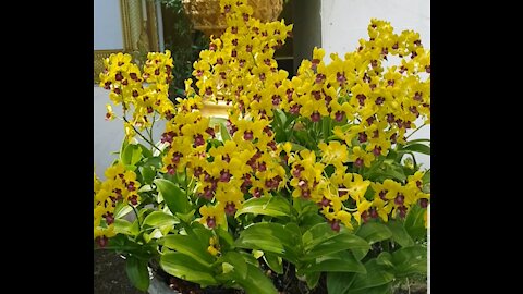 Dendrobium Orchid ; Color Yellow and Red combination