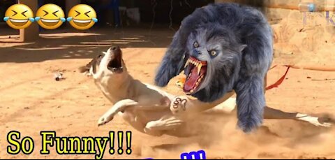 Wow!!! Fake Tiger Prank Dog No Run So Funny Try To Stop Laugh Challenge ‏