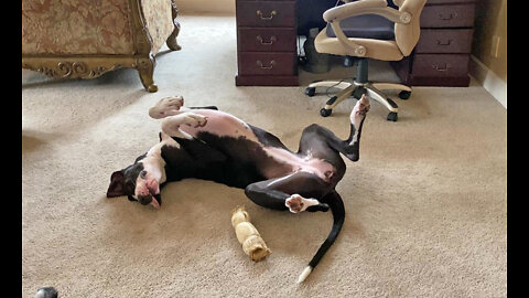 Great Danes Are Exhausted After Paper Shredding Arts & Crafts Project