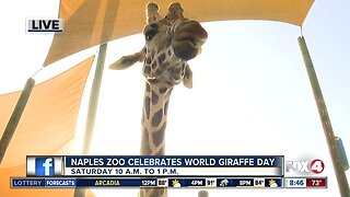 World Giraffe Day at the Naples Zoo