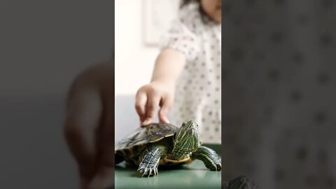 So cute animal Tortoise🐢🐢 Baby #shorts #youtubepetsanimals #animals #tortoise