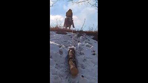 REAL horsepower pulling firewood log out of a small ravine 3 Feb 2024