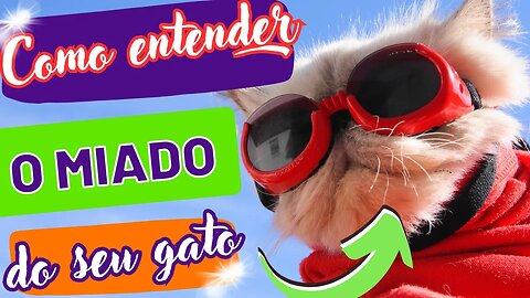 Como entender o miado do seu gato