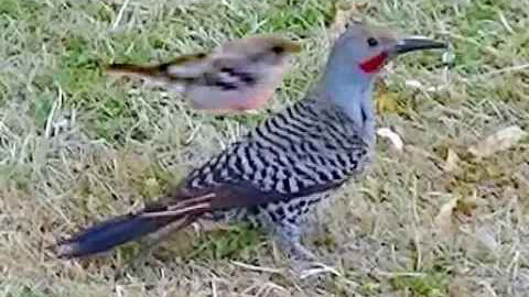 IECV NV #137 - 👀 House Sparrow Flying By And A Northern Flicker Picking The Ground 2-14-2016