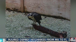 Injured osprey hitchhikes from Massachusetts to Florida