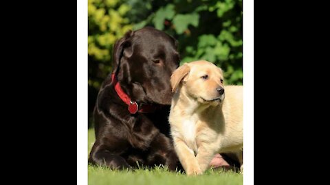 New member in home Introducing a Puppy to an Older Dog