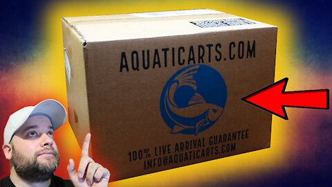 Unboxing Rare Fish from Aquatic Arts