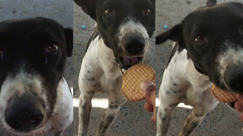 Street dog eating biscuit || hungry dog