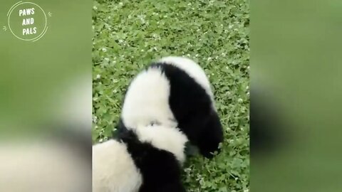 Funny baby pandas | Baby panda falling