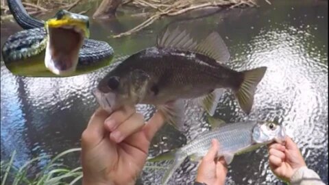 Australian Bass and Tarpon fishing - And SNAKE ATTACK!